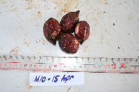 Terminalia complanata image