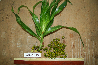 Dracaena angustifolia image