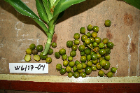 Dracaena angustifolia image