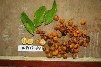 Tristiropsis acutangula image