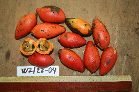 Gnetum latifolium image