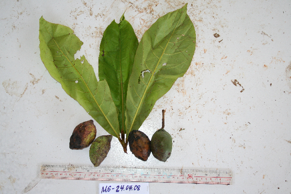 Terminalia catappa image