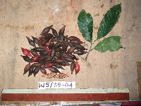 Goniothalamus aruensis image