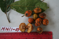 Microcos grandiflora image