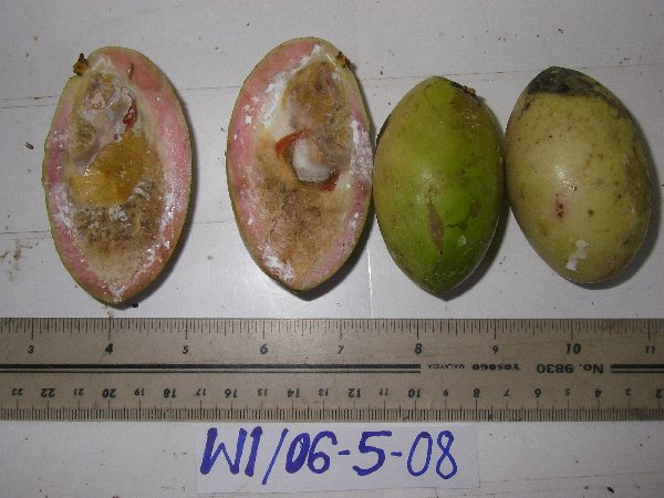 Lepiniopsis ternatensis image