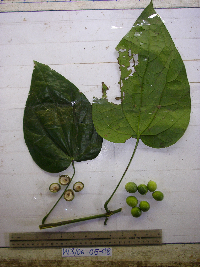 Tinospora dissitiflora image