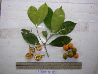 Ternstroemia cherryi image