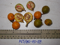 Ternstroemia cherryi image