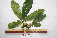 Pometia pinnata image