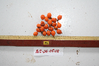 Goniothalamus imbricatus image