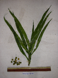 Dracaena angustifolia image