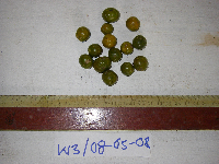 Dracaena angustifolia image