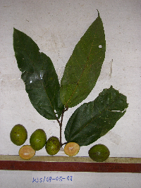 Image Associated With the Occurence