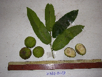 Diospyros hebecarpa image