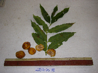 Spondias dulcis image