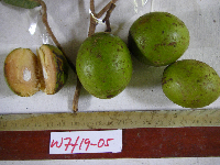 Microcos grandiflora image