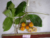 Ternstroemia cherryi image