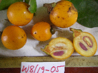 Ternstroemia cherryi image