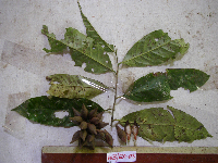 Goniothalamus aruensis image