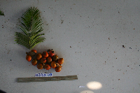Cycas schumanniana image