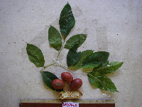 Gonocaryum litorale image