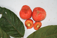 Microcos grandiflora image