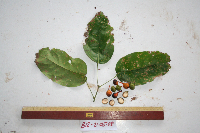 Macrococculus pomiferus image