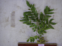 Tristiropsis acutangula image