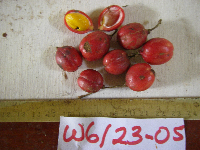 Lepidopetalum micans image