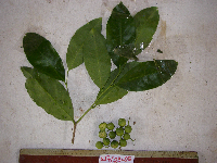 Siphonodon celastrineus image