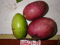 Lepiniopsis ternatensis image