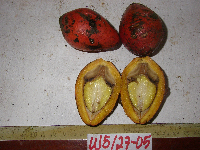 Gnetum latifolium image