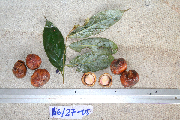 Cryptocarya albifrons image
