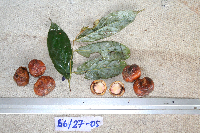 Image of Cryptocarya albifrons