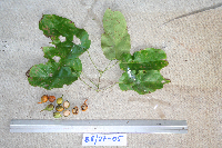 Macrococculus pomiferus image