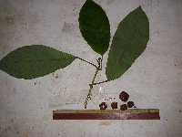 thumbnail image of current specimen