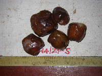 thumbnail image of current specimen