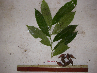 Goniothalamus aruensis image