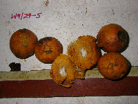 Microcos grandiflora image