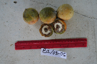 Xanthophyllum papuanum image