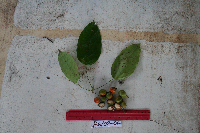 Macrococculus pomiferus image