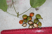 Macrococculus pomiferus image