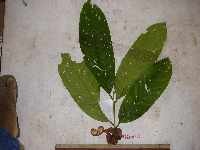 Prasoxylon alliaceum image