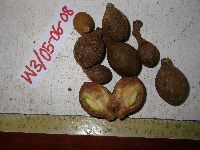 Prasoxylon alliaceum image