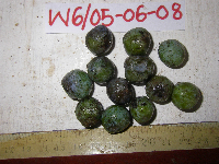 Tinospora dissitiflora image