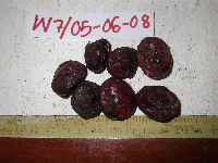 Terminalia complanata image