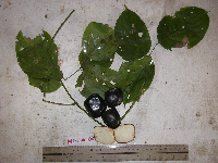 Image of Mucuna novo-guineensis