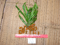 Dracaena angustifolia image