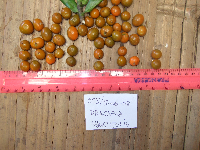 Dracaena angustifolia image