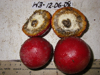 Chlaenandra ovata image